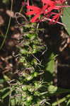 Cardinal flower